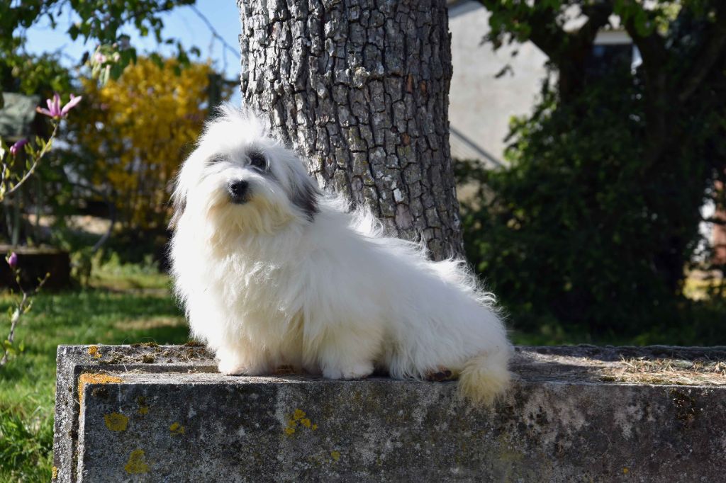 Pénélope du moulin de Caveaumont