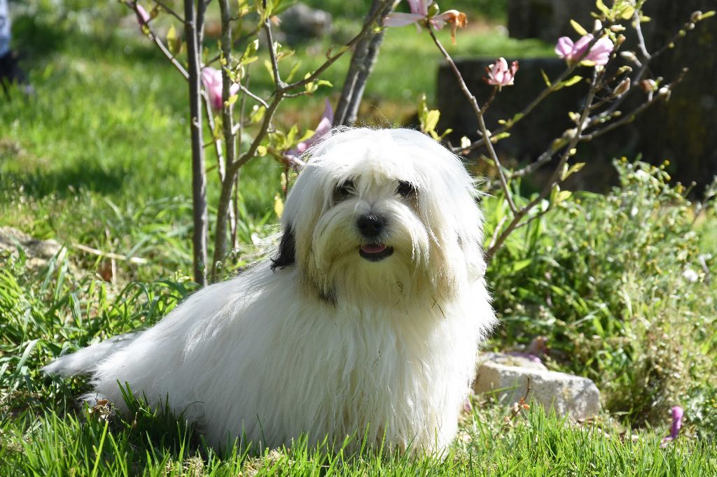 Ruby du moulin de Caveaumont