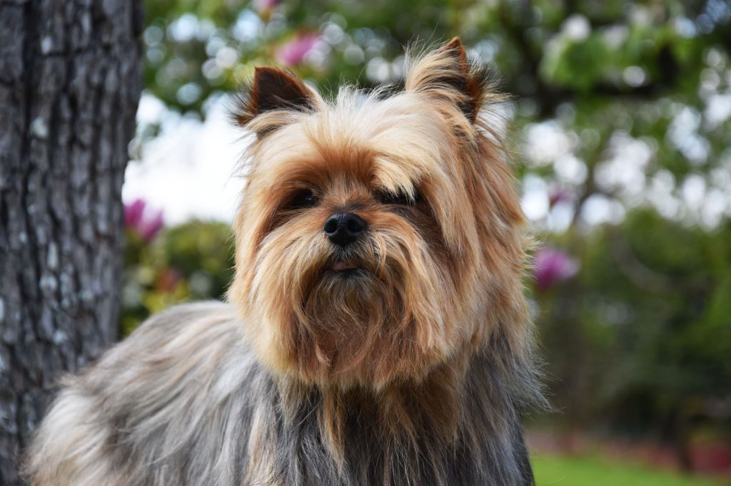 Idefix du hameau de la preuille