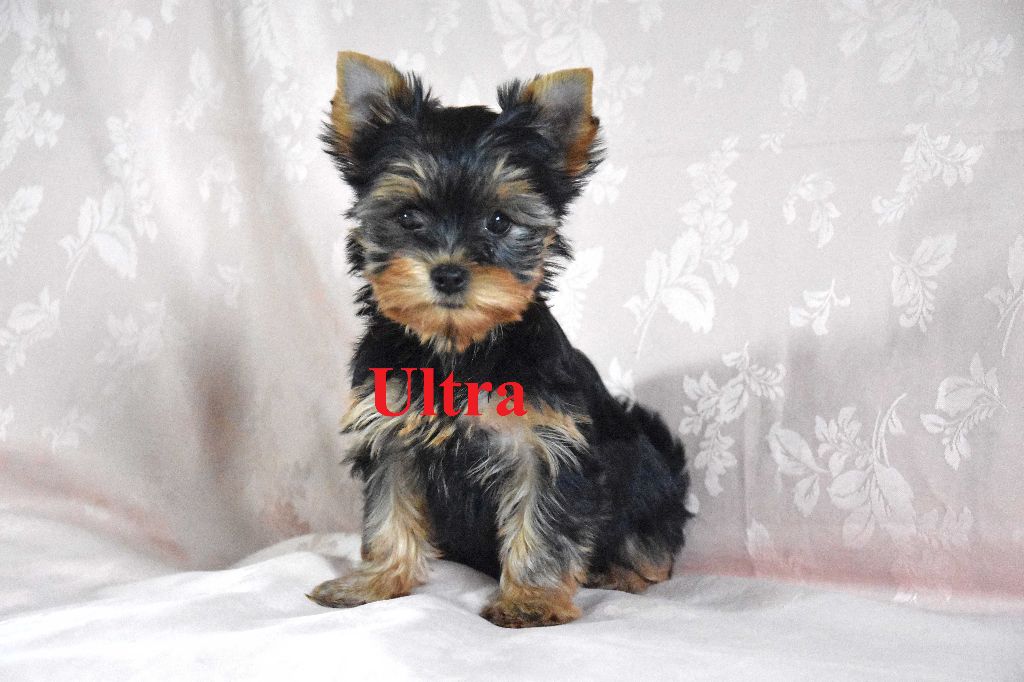 du moulin de Caveaumont - Yorkshire Terrier - Portée née le 06/12/2023